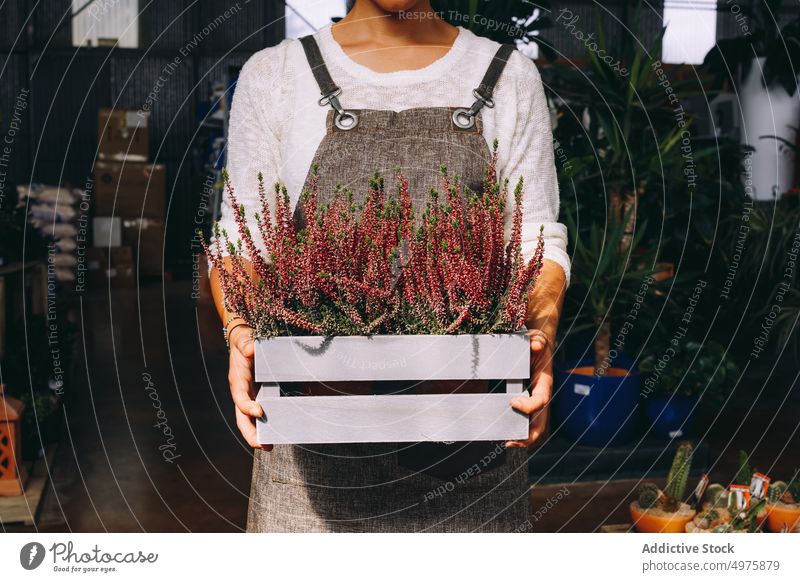 Female gardener holding tray with heather flowers woman greenhouse plant grow work cultivate orangery workplace small business female occupation employee owner