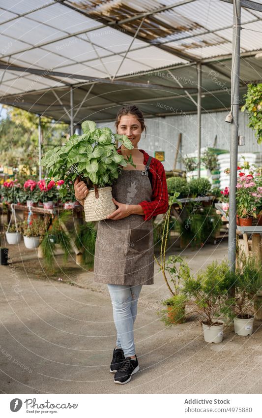 Cheerful gardener with plant in greenhouse woman smile work agriculture organic botany female small business professional fresh apron owner care hothouse