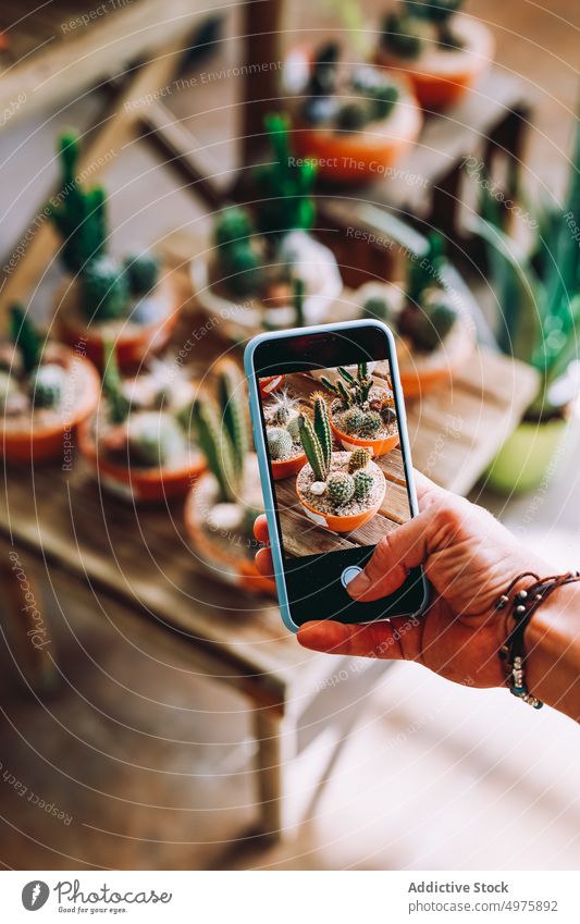 Crop gardener taking picture of cactuses greenhouse take photo smartphone pot hobby shoot plant botany growth vegetation horticulture houseplant care shop store