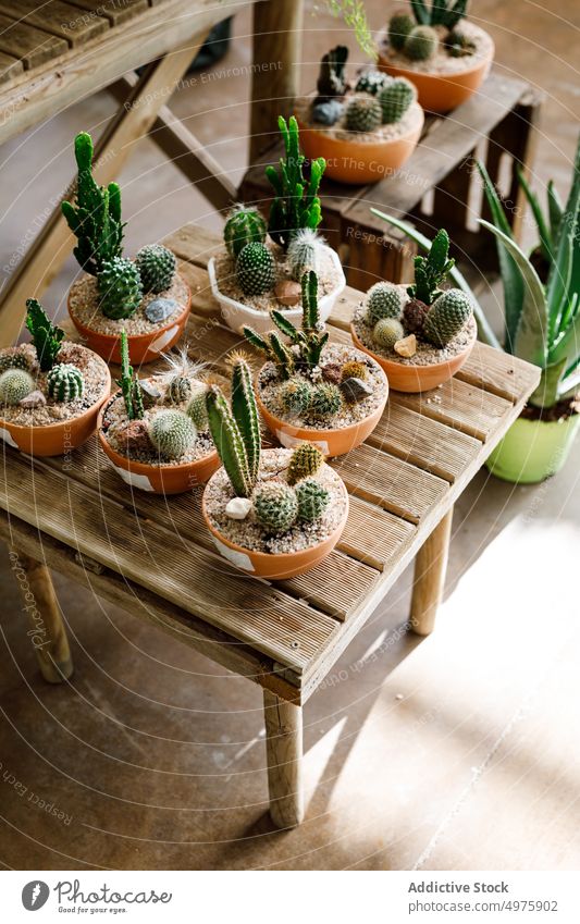 Table with potted cactuses in hothouse table greenhouse store growth set plant succulent natural organic planter glasshouse industry collection assortment