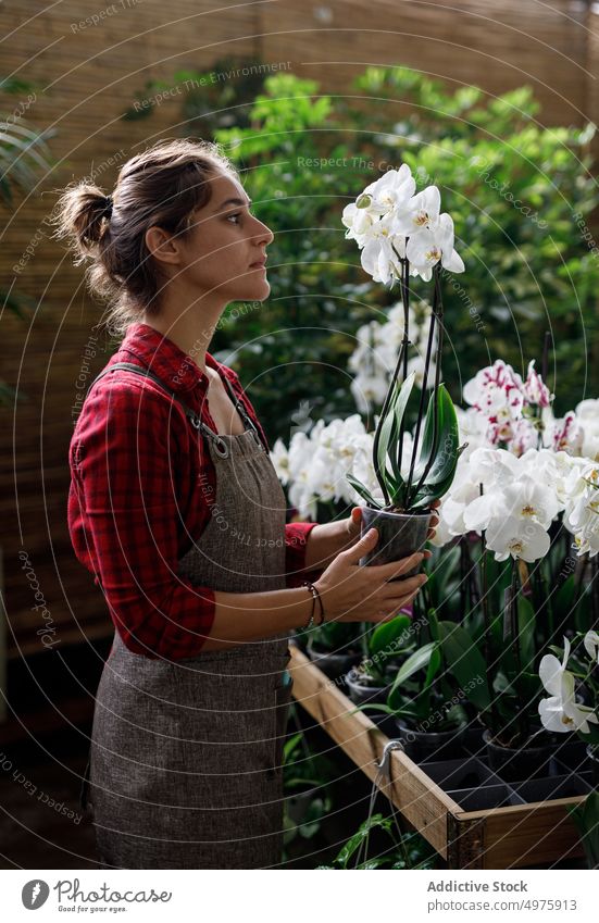 Florist examining orchid in glasshouse gardener greenhouse examine flower woman work organic botany female small business professional fresh apron owner care