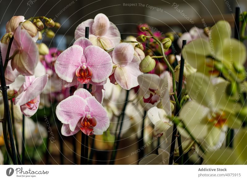 Beautiful orchids growing in hothouse flower greenhouse petal delicate growth botany natural plant garden bloom blossom flora glasshouse fresh organic aroma
