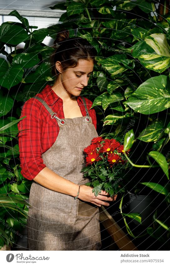 Woman with margarita flowers working in greenhouse woman plant garden red young leaves foliage female beautiful occupation agriculture uniform lovely organic