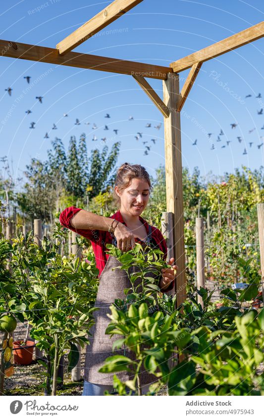 Cheerful gardener tending plants on sunny day woman smile care work agriculture green organic botany female small business professional fresh apron owner