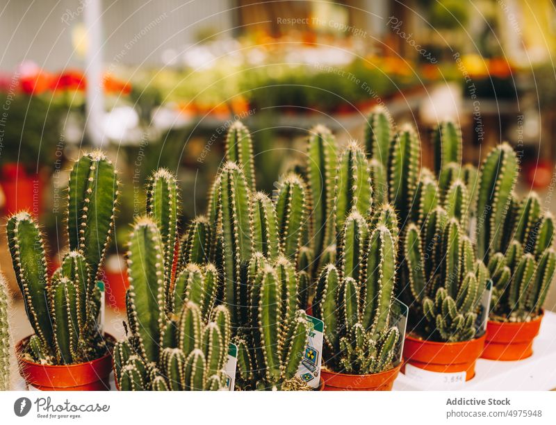 Prickly cactuses growing in greenhouse prickly store growth set pot plant succulent natural organic hothouse glasshouse industry thorn collection sharp exotic