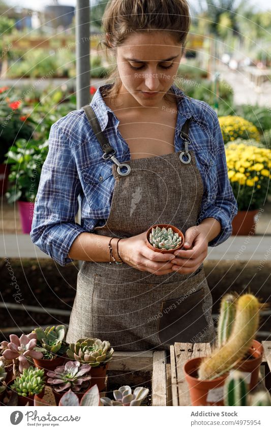 Crop gardener showing succulent to camera greenhouse pot work organic botany female small business plant professional fresh apron owner care hothouse