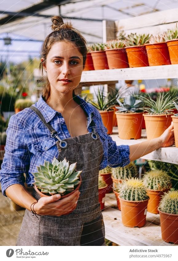 Crop gardener showing succulent to camera greenhouse pot work organic botany female small business plant professional fresh apron owner care hothouse