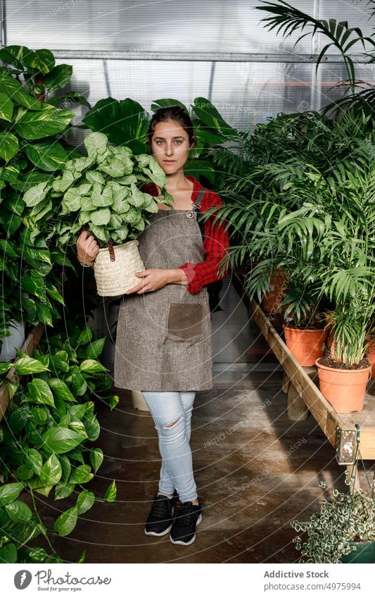 Gardener with plant in greenhouse gardener woman work agriculture organic botany female small business professional fresh apron owner care hothouse environment