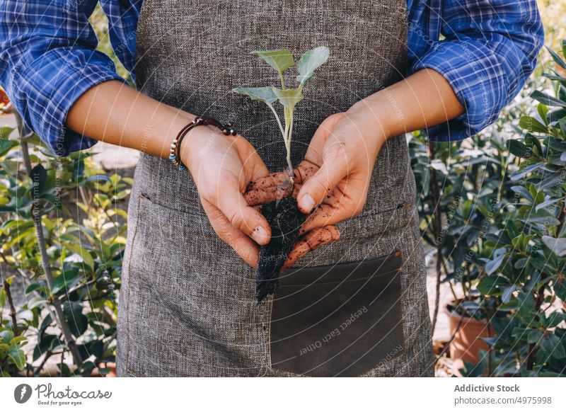 Woman holding green seedling with soil woman plant grow work sprout garden cultivate workplace greenhouse orangery female hands small business occupation job
