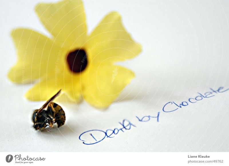 death by chocolate Yellow White Typography Wasps Insect Flower Paper Nature Death