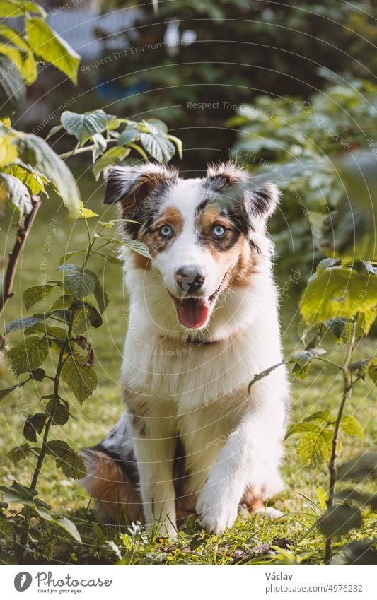 Blue-eyed Australian Shepherd puppy sits on his hind legs with his tongue out and looks on contentedly. A dog's joy of being outside australian shepherd