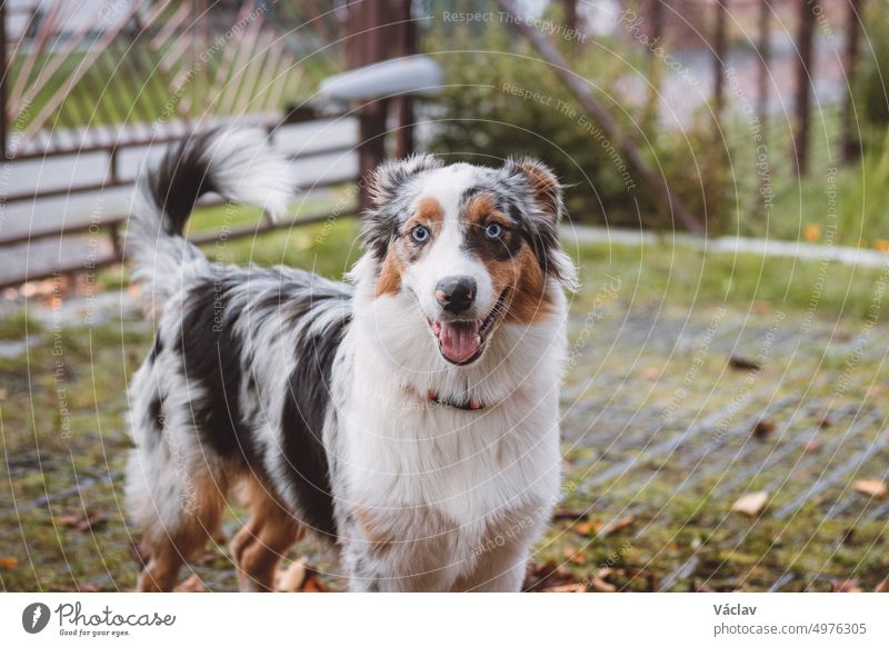 Australian Shepherd puppy plays in a pile of leaves that a woman is trying to gather into a large basket. A female dog jumps, runs and nibbles the colourful leaves. Pet entertainment