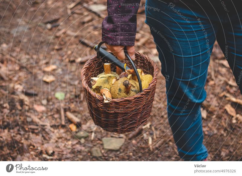 Woman in outdoor clothing holds a basket full of mushrooms, mainly Boletus edulis from the autumn forest. September and October. Finding and collecting mushrooms