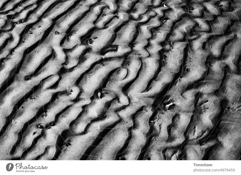 Sand lines in bw Beach Low tide ebb and flow North Sea Denmark Black & white photo Tide Ocean Nature Wet light and dark Deserted
