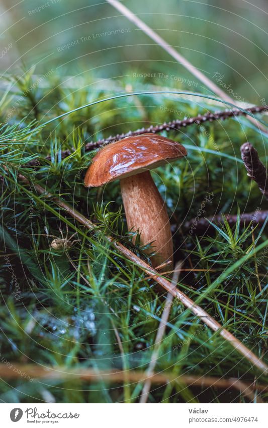 Detail of Boletus edulis in spruce needles. Autumn time in the months of September and October, which are ideal for fungal growth. Forest environment
