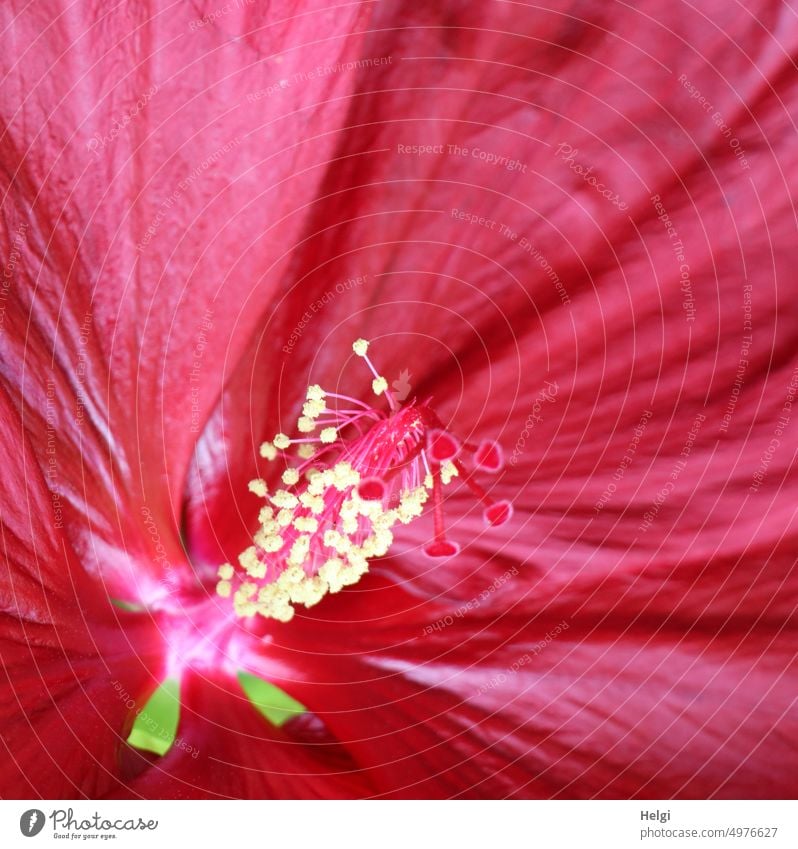 in the center of a hibiscus flower Flower Blossom Detail Stamp Pollen Marshmallow Mallow plant Blossom leave Stamen stamens Stylus Close-up Plant