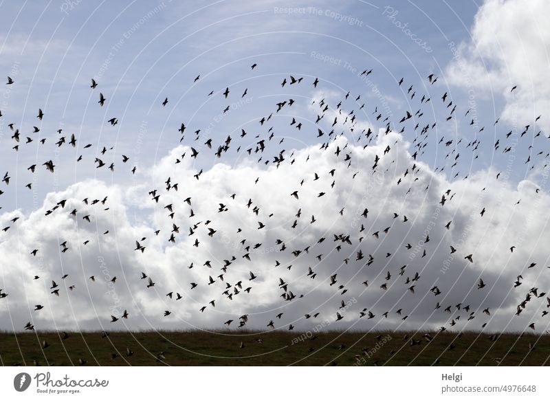 many starlings fly over dike against blue sky with thick clouds Bird Starling Many Flock Flock of birds Flying Sky Clouds Light Shadow Dike Nature