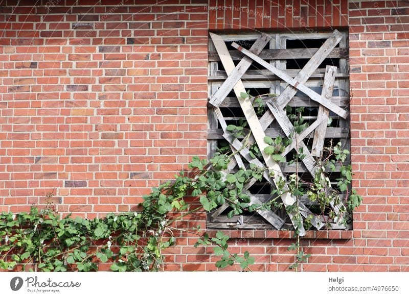 creative burglary protection, partially overgrown with vines Building Window Wall (building) Wall (barrier) Nailed down Wood boards Burglary protection