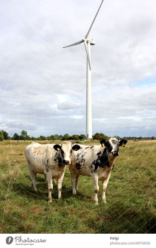 two curious cattle standing on a meadow in front of a wind turbine Cattle motley-black Cow Animal Farm animal Pinwheel Wind energy plant Energy