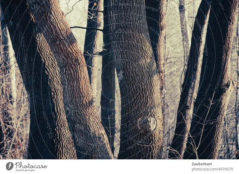 A group of trees, only the trunks can be seen, tree bark, light and shadow in the forest Tree trunk Forest Tree bark Light Shadow Virgin forest Deciduous forest