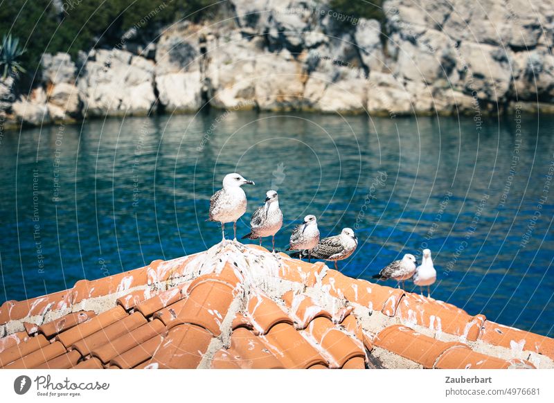 A group of sociable seagulls sitting on a house roof with red tiles, behind them bay and rocks Seagull Sociable conversation Pyramid Hierarchy Roof Ocean coast