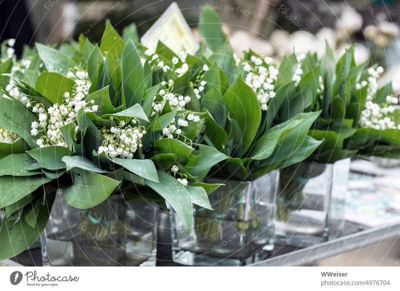 At the market are sold small fragrant bouquets of lily of the valley flowers Vases Flower stall Ostrich Bouquets Spring Lily of the valley fragrances Green Sell