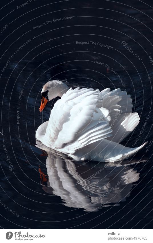 The beautiful swan Swan be afloat reflection White plumage Float in the water elegance Beauty & Beauty Water Majestic