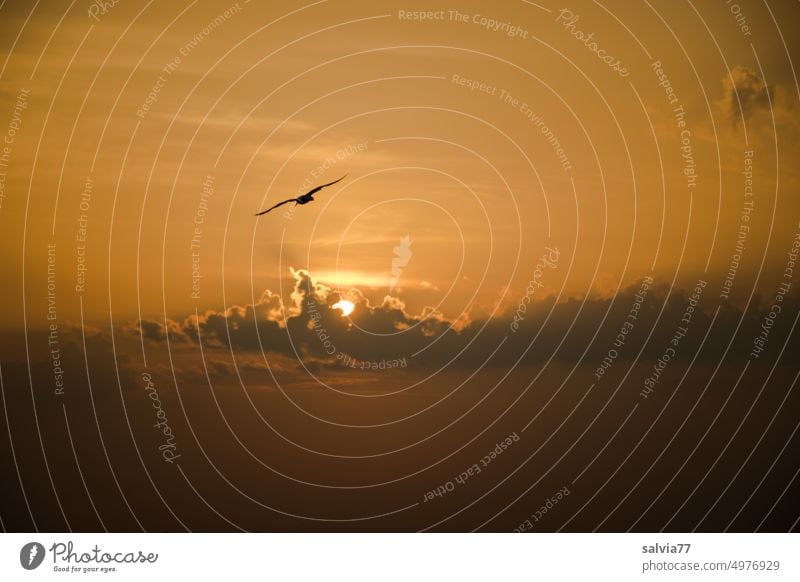 freedom Sun Clouds Sky Bird Flying evening mood Freedom Colour photo evening sky Deserted Nature Weather Air Grand piano Light Flight of the birds Environment