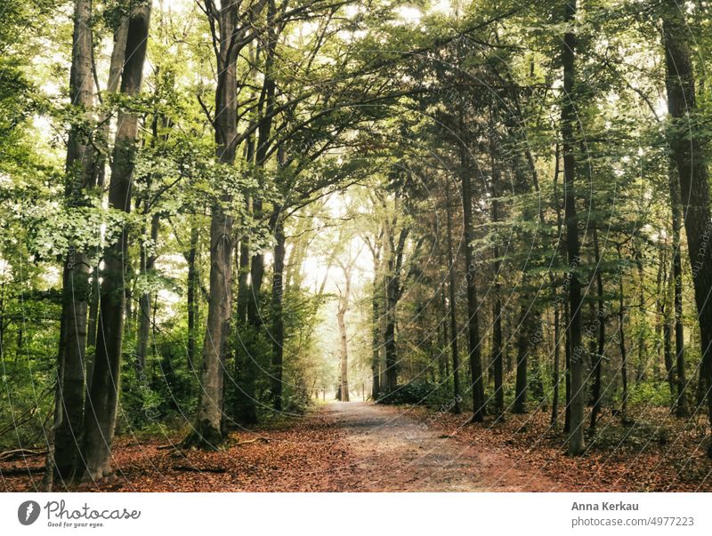 Autumn mood in the forest forest path forest bath Silence in the forest Forest atmosphere peaceful atmosphere Leaf canopy Automn wood Lanes & trails