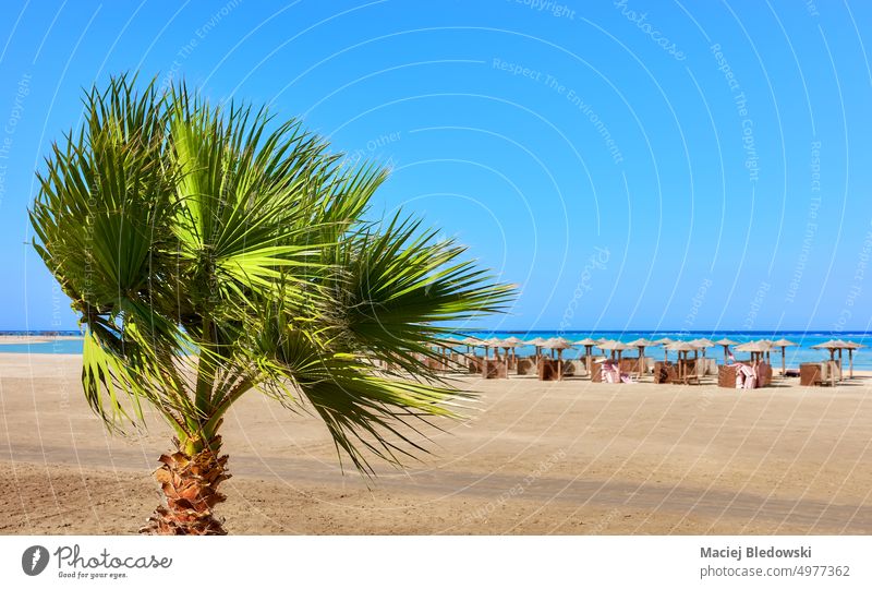 Doum palm tree by a beach with sun umbrellas in distance, selective focus, Marsa Alam, Egypt. nature sand sea doum palm gingerbread tree hyphaene thebaica
