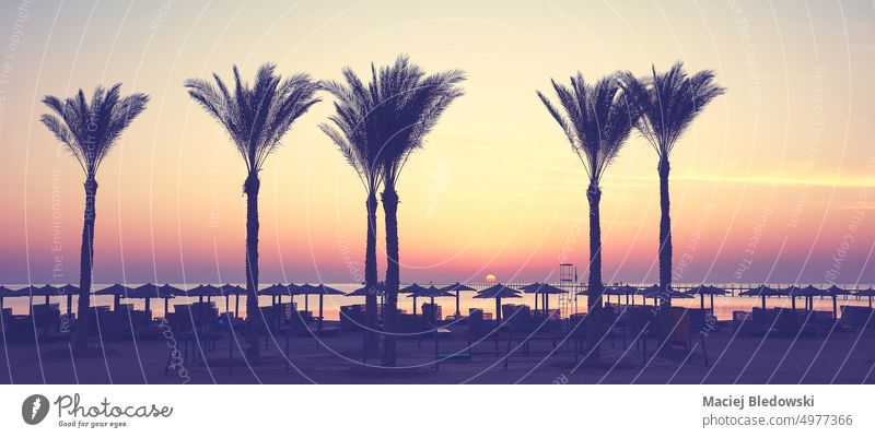 Silhouettes of palm trees at a beach at sunrise, color toning applied, Egypt. sunset sky nature tropical sea silhouette paradise summer beautiful ocean island