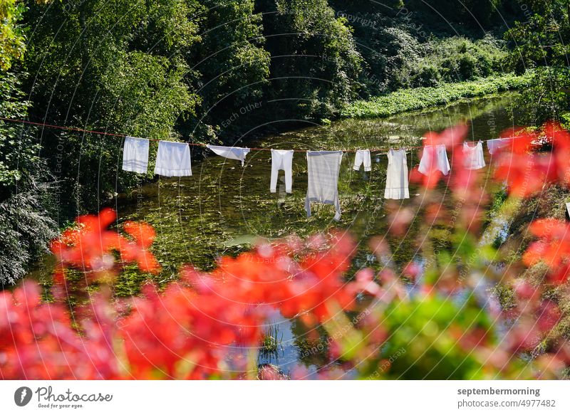 Clothesline with white clothes in front of red geraniums Summer Sun exterior shot Clothesline over greenish water white clothing red geraniums in the foreground