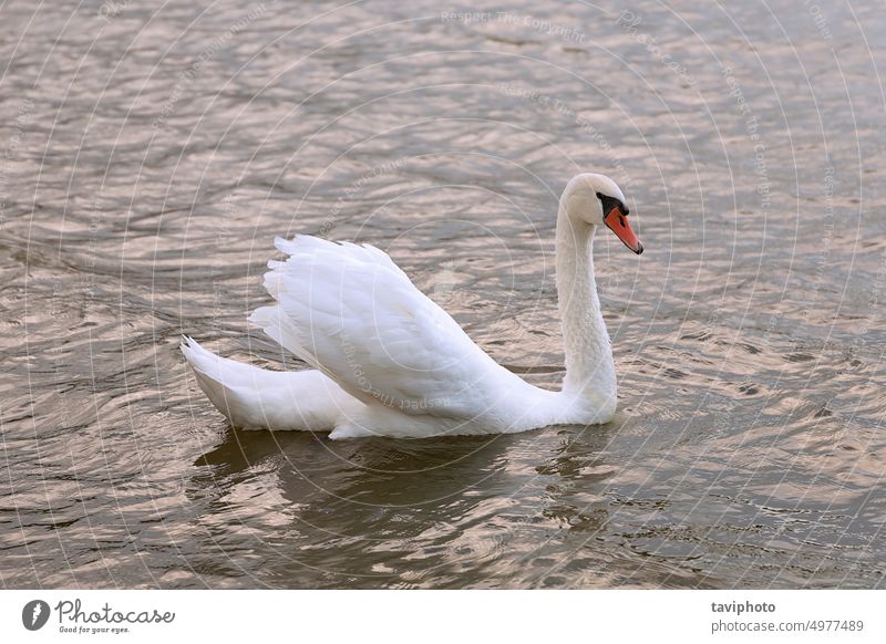 beautiful mute swan on lake alone animal aquatic avian avifauna beauty bird birdwatching calm cygnus dawn dusk elegance elegant floating golden graceful hour
