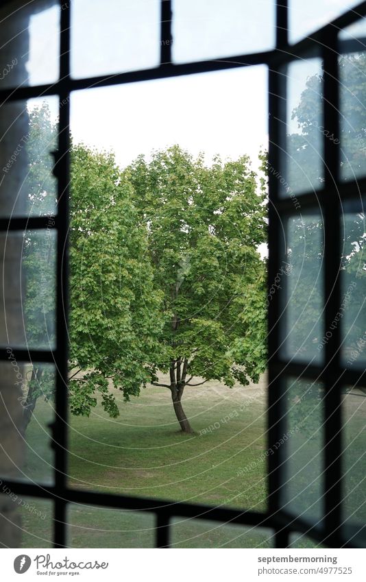 Tree seen through open window view outside green tree on meadow Covered Summer Window with many small window panes Deserted