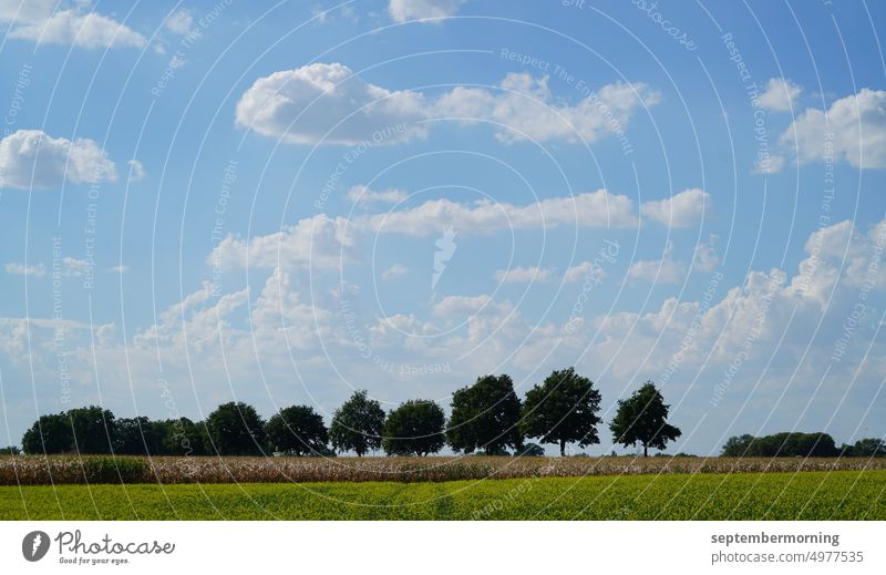 Row of trees in front of sky with white clouds Nature Deserted colored Summer Clouds in the sky Day fields