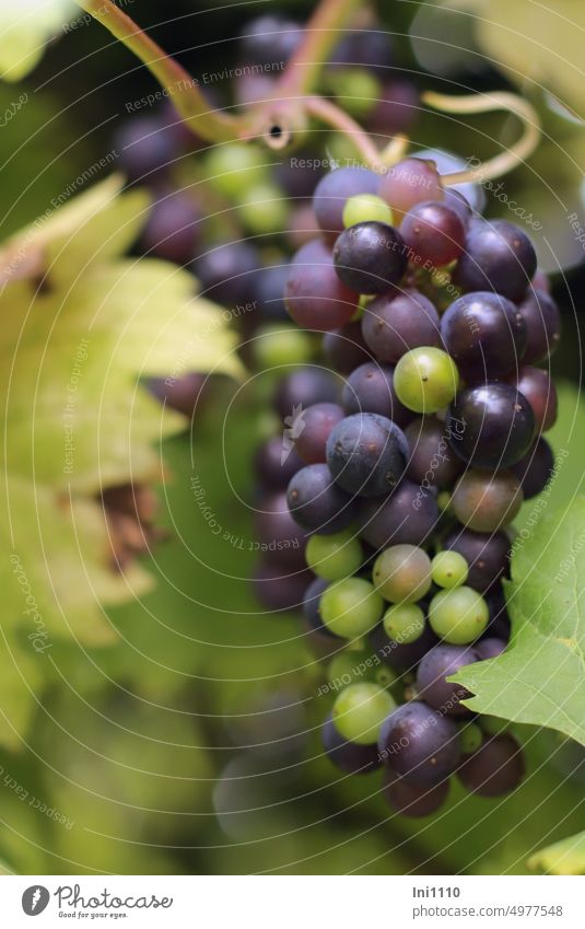 grapes Autumn late summer Agricultural crop Plant creeper Grape varieties Table grapes vine tendril Grapes Seed head Multicoloured Mature Immature Green Violet