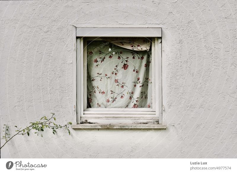 Everyday poetry: a small, old window covered with a pillowcase with small florets. A branch stretches along the wall in its direction. Window Curtain Cushion