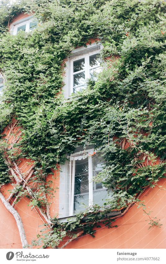 Ranken am Fenster komplementär Komplementärfarben orange grün Pflanzen wachsen bewachsen Hauswand Fassade Lindau Altstadt malerisch schön ästhetisch Natur