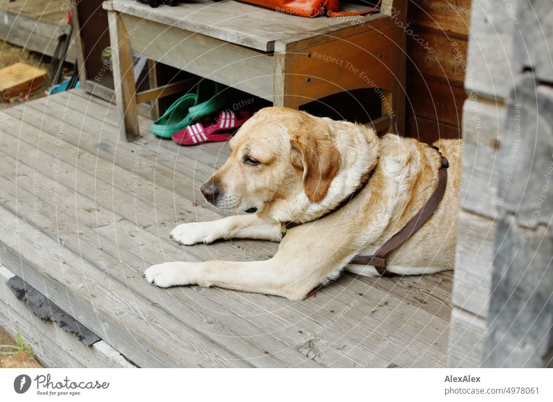Blonde Labrador lies on the porch of a wooden bungalow. Dog Animal Pet dear Animal portrait Exterior shot Colour photo Close-up Pelt Wood boards Veranda