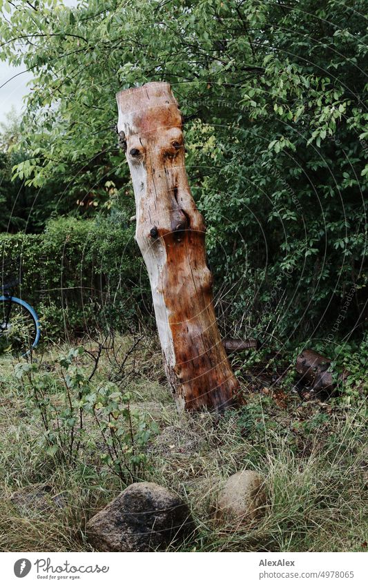 Sawed-off tree trunk that looks like it has a face stands next to bushes on a grassy knoll in an allotment. Tree Tree trunk Face Grass Garden Garden plot