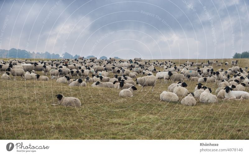 A flock of Rhön sheep chilling Pelt Environment Summer Sky ears count sheep Animal portrait Day Farm animals Agriculture Colour photo Deserted Willow tree