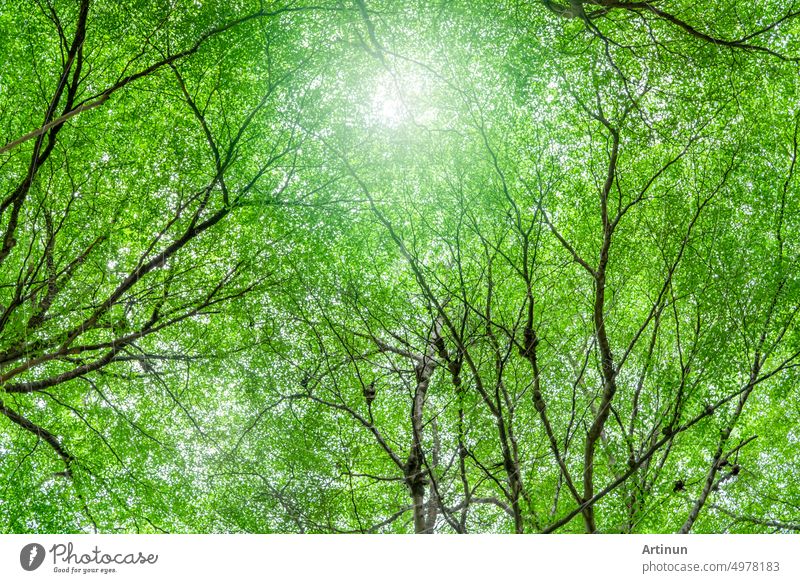 View from below of tree with green leaves and branches in tropical forest. Fresh environment in the park. Green tree gives oxygen in summer garden. Conservation of the environment. Ecology concept. Carbon reduction