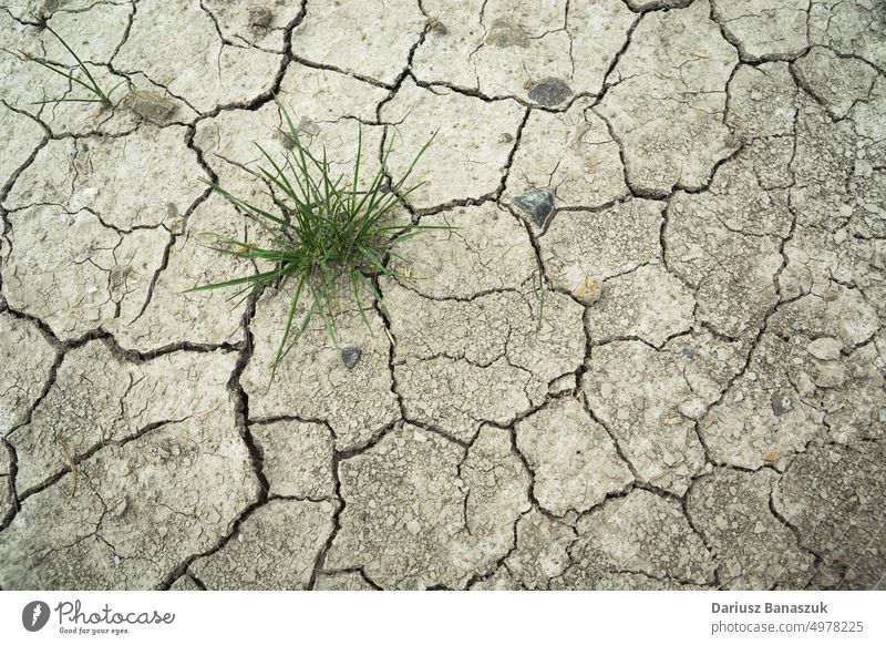 Clump of grass growing in dry and cracked soil earth drought green nature plant weather environment growth desert ground texture background summer disaster