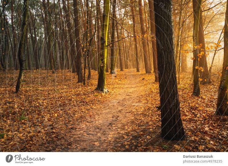 A path through the autumn forest and sunlight tree leaf wood nature fall landscape natural bright season foliage beautiful environment park yellow background
