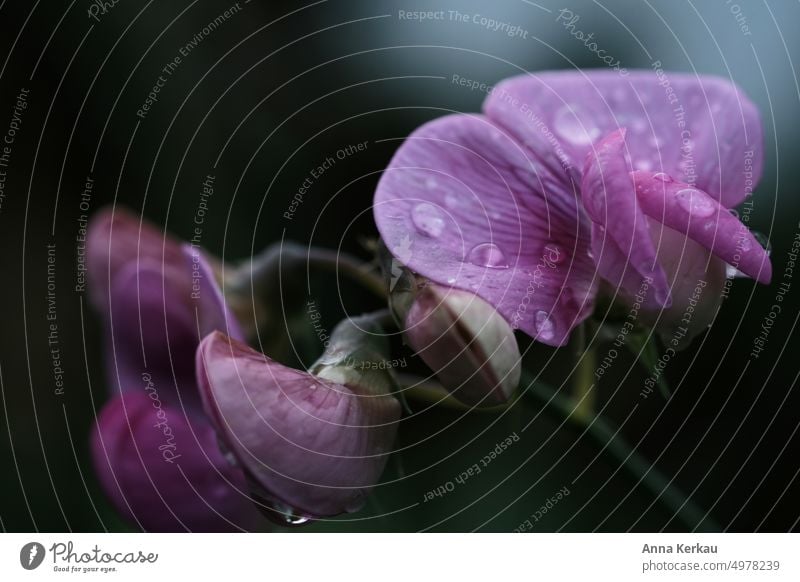 A pink garden vetch covered with raindrops against dark background Sweet pea Lathyrus odoratus L. Blossom pink flower Pink pink blossom pink petals Drop
