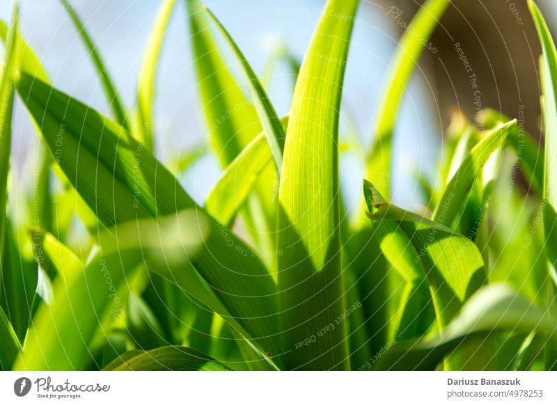 Green grass leaves close-up, low perspective leaf green nature summer plant macro garden field background fresh meadow spring lawn texture environment outdoor