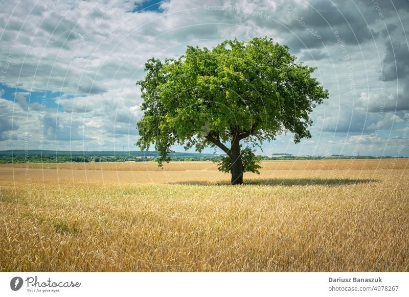 Green tree growing in a grain field and clouds in the sky single nature landscape green agriculture farm countryside summer rural wheat horizon environment