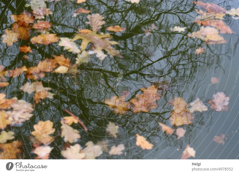 Autumn is here - withered leaves float in a puddle, a bare tree is reflected in it Puddle Water Surface of water Reflection oak leaves Shriveled fallen