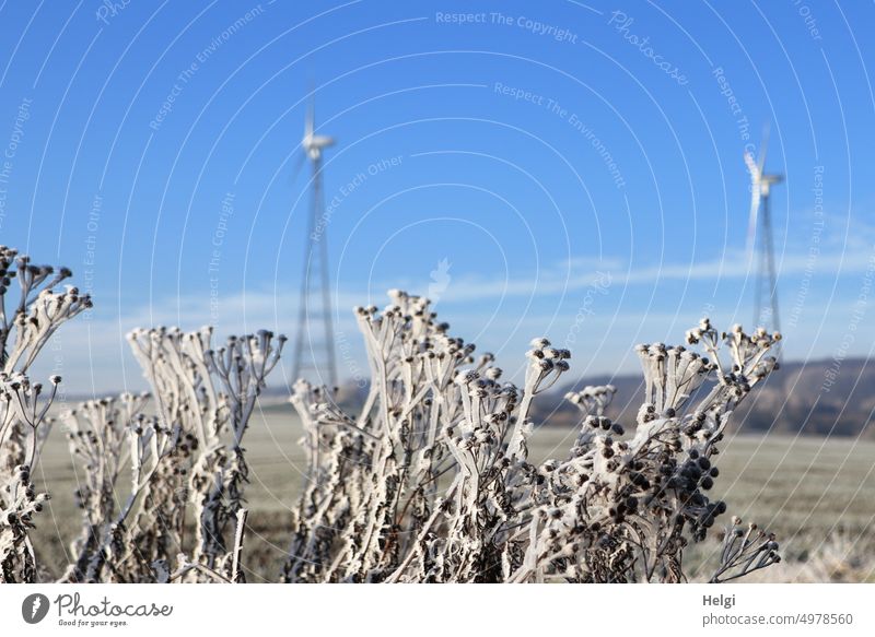 freezing cold - dried up tansy plants covered with thick hoarfrost, in the background two wind turbines against blue sky Hoar frost Winter chill Frost Plant