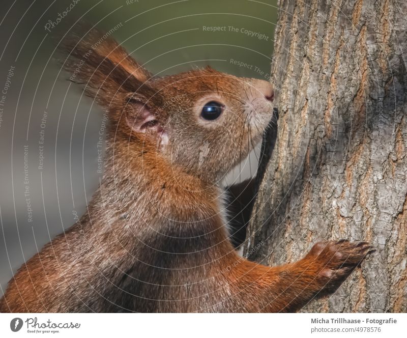 Squirrels in the tree sciurus vulgaris Animal face Head Eyes Muzzle Nose Ear Pelt Paw Claw Rodent Nature Wild animal Observe Cute inquisitorial Curiosity